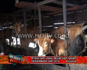 Petani sapi lokal belum siap hadapi swaseembada sapi 2014