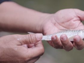 harga ikan semah perkilo