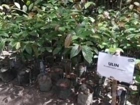 Budidaya 600 Lebih Bibit Tanaman Endemik Kalbar di Teraju