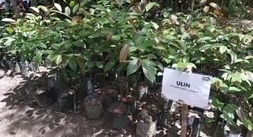 Budidaya 600 Lebih Bibit Tanaman Endemik Kalbar di Teraju