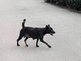 30 Ribu Hewan di Sanggau Bakal Suntik Rabies