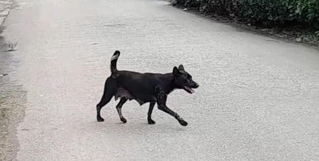30 Ribu Hewan di Sanggau Bakal Suntik Rabies