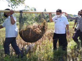 Petani Desa Semabi Garap 300 Hektar Sawah