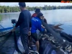 panen ikan di danau lindung adat