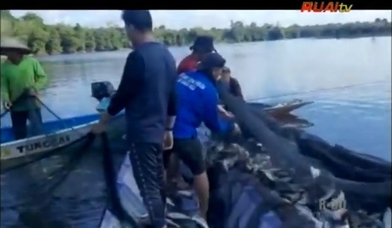 panen ikan di danau lindung adat