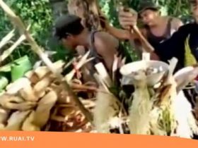 Komunitas Dayak Banyadu Menggelar Adat Bapantang