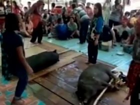 Ritual Nikah Adat Dayak Laur di Semapau