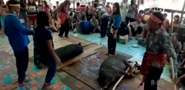 Ritual Nikah Adat Dayak Laur di Semapau