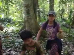 Musim Buah, Menunggu Durian Jatuh dari Pondok di Hutan
