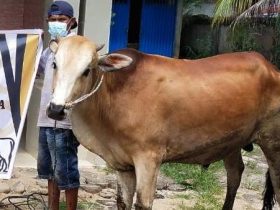 Perusahaan Ini Salurkan 9 Sapi Qurban di Ketapang dan KKU