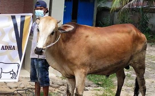 Perusahaan Ini Salurkan 9 Sapi Qurban di Ketapang dan KKU