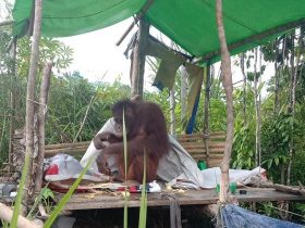 orangutan terserat di kampung warga