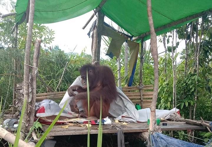 orangutan terserat di kampung warga