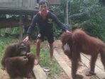 orangutan terserat di kampung warga