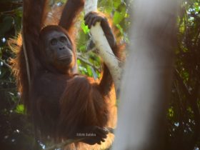 orangutan kalimantan