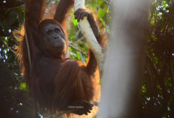orangutan kalimantan