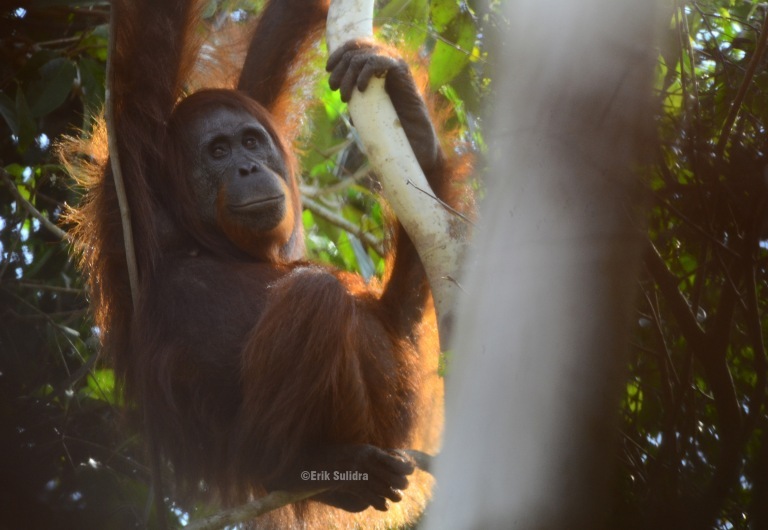 orangutan kalimantan