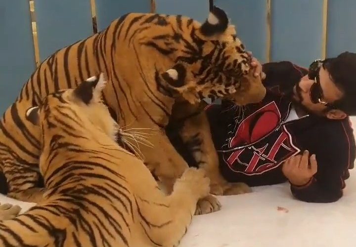 Sangar! Koleksi Satwa Langka Ini Bisa Dibelai