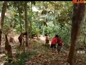 kampung buah lokal di kalimantan
