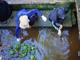 Aksi Pungut Sampah di Kawasan Waterfront Pontianak
