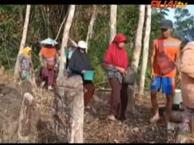 Pengari Menugal Ladang di Dusun Nanga Koman 2