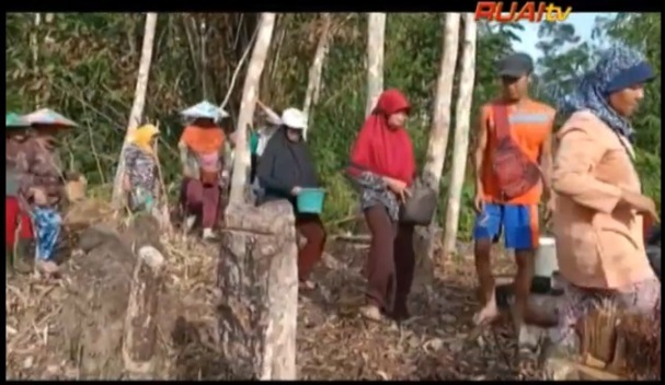 Pengari Menugal Ladang di Dusun Nanga Koman 2