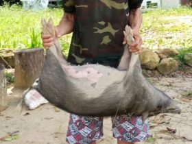 Tembak Babi Warga, TS Ditangkap Polisi