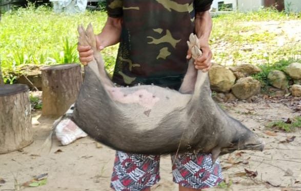 Tembak Babi Warga, TS Ditangkap Polisi