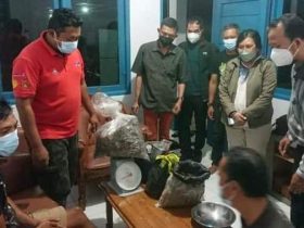 jual sisik trenggiling