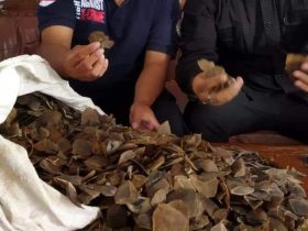 sisik trenggiling di sekadau_IST_ruai.tv