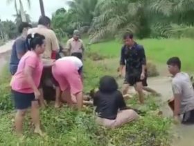 tenggelam di parit PTPN Ngabang_ruai.tv