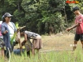 tradisi tanam padi Dayak Krio_ruai.tv