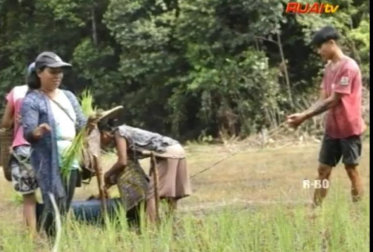tradisi tanam padi Dayak Krio_ruai.tv