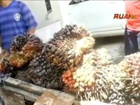 harga sawit turun karena - harga TBS kelapa sawit_ruai.tv