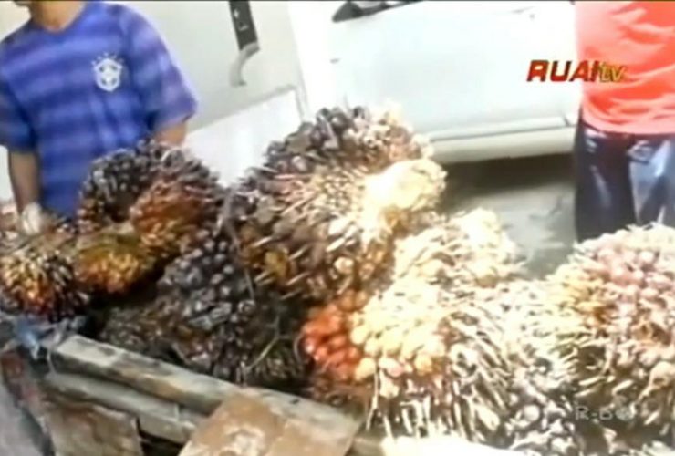 harga sawit turun karena - harga TBS kelapa sawit_ruai.tv