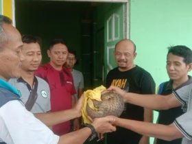 Malam-malam, Trenggiling Menyeberang Jalan di Nanga Taman