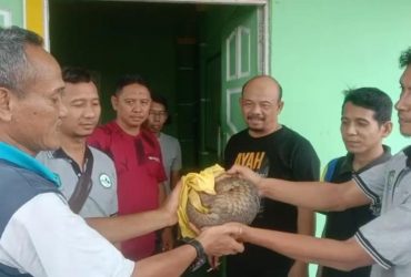 Malam-malam, Trenggiling Menyeberang Jalan di Nanga Taman