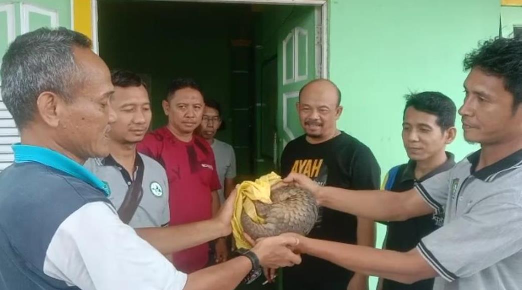 Malam-malam, Trenggiling Menyeberang Jalan di Nanga Taman