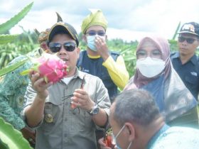 Ikon Buah Naga, Desa di Sambas Ini Jadi Penyuplai Ekspor