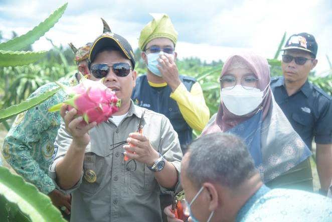 Ikon Buah Naga, Desa di Sambas Ini Jadi Penyuplai Ekspor