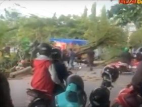 pohon tumbang timpa pedagang_ruai.tv