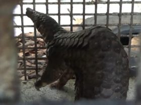 Trenggiling Ini Muncul di Kompleks Perumahan di Ketapang