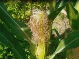 Harga Jagung Mulai Menggeliat di Bengkayang