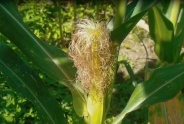 Harga Jagung Mulai Menggeliat di Bengkayang