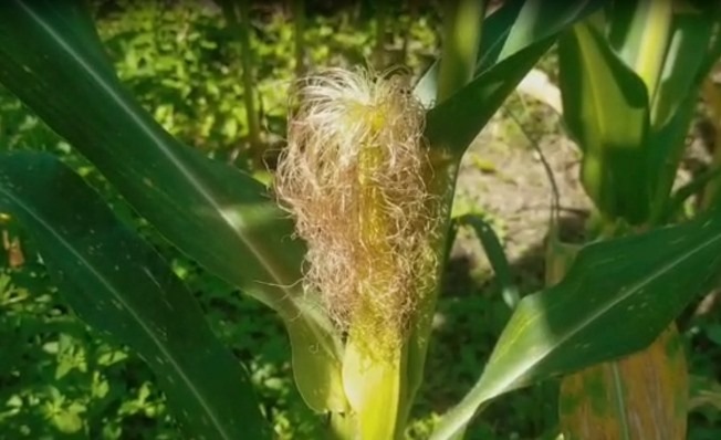 Harga Jagung Mulai Menggeliat di Bengkayang