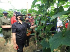 Bupati Karolin Panen Raya Sayuran di Jelimpo