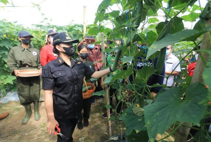 Bupati Karolin Panen Raya Sayuran di Jelimpo