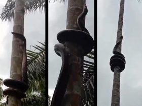 Seram! Ada Video Ular Memanjat Pohon Pinang!