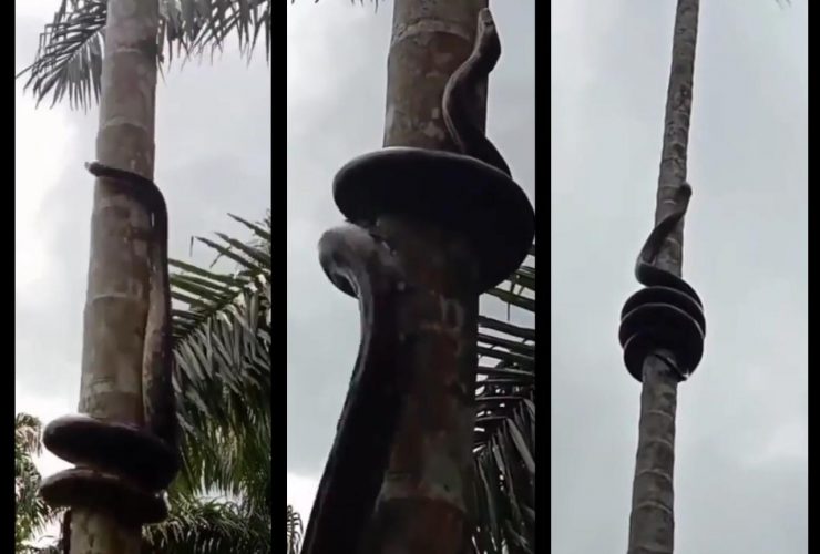 Seram! Ada Video Ular Memanjat Pohon Pinang!