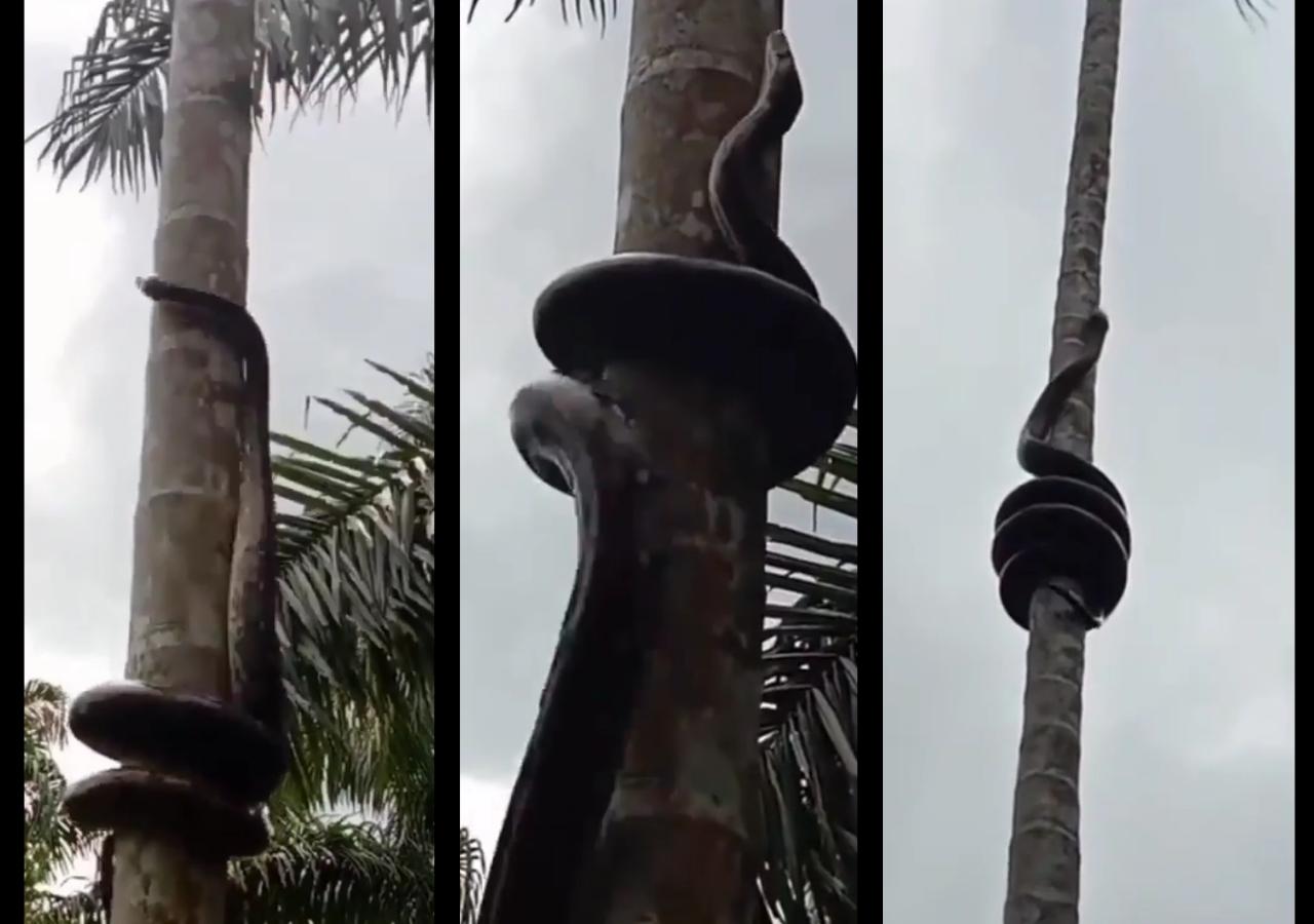 Seram! Ada Video Ular Memanjat Pohon Pinang!